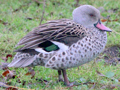 Cape Teal
